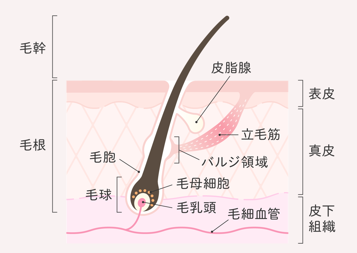 髪と頭皮の構造（毛幹・毛根・毛球）